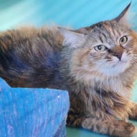 ESME, chatte à adopter