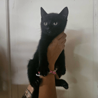 Oscar, chat à adopter