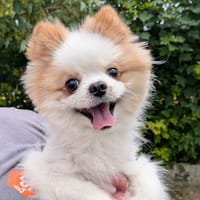 PRADA, chien à adopter
