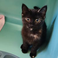 MONICA, chatte à adopter