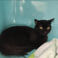 dario, chat à adopter