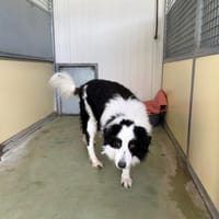 ISAC, chien à adopter