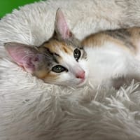 ROXY, chatte à adopter