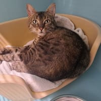 MUSE réservée, chatte à adopter