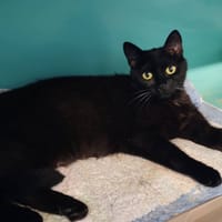 CHLOE, chatte à adopter