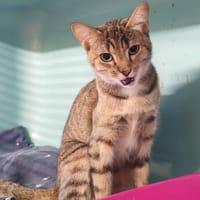 MINETA, chatte à adopter