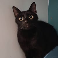ARAMINTA, chatte à adopter