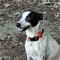 Olly, chienne à adopter