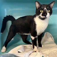 KLODO, chat à adopter
