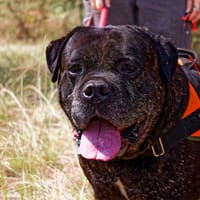 RHELFIE, chien à adopter