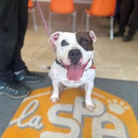 PAULINE OAA20059, chienne à adopter