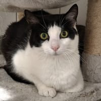 Perle, chatte à adopter