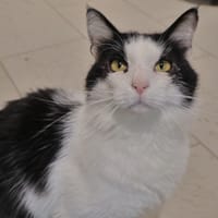 Wybee, chat à adopter