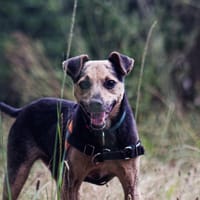 Otis, chien à adopter