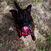 Romy, chienne à adopter