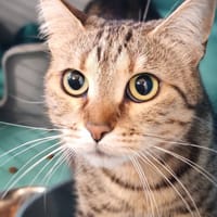 ALOHA, chatte à adopter