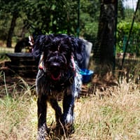 Athos, chien à adopter
