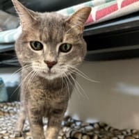 Maya, chatte à adopter