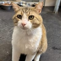 Binibou, chat à adopter