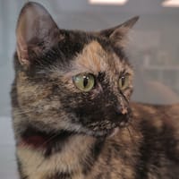 Yoon, chatte à adopter