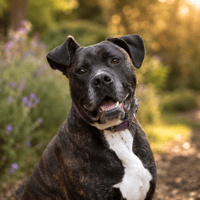 IRKO, chien à adopter