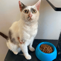 EMMY, chatte à adopter