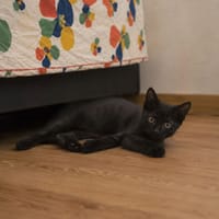 IRIS, chatte à adopter