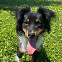 Jimbe, cane da adottare