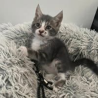 MOON, chat à adopter