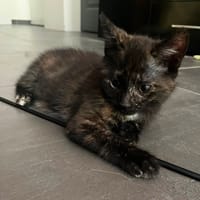 CASSIOPEE, chatte à adopter