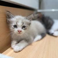 KYOJI, chat à adopter