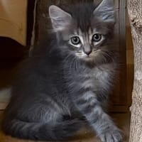 KYREN, chat à adopter