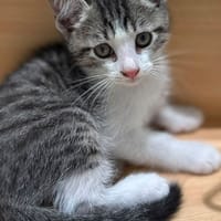 SANGAI, chat à adopter