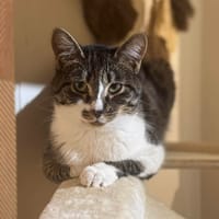Aribo, chat à adopter