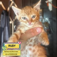 Rudy, gatto da adottare