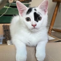 Pomme, chatte à adopter