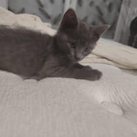 Duchesse, chatte à adopter