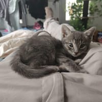 O'Malley, chat à adopter