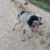 Murphy möchte endlich geliebt werden, Hund zur Adoption