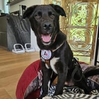 Moritz - verspielter Junghund sucht sein Zuhause, Hund zur Adoption