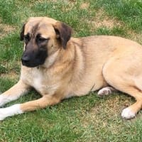 Naomi die treue Seele, Hündin zur Adoption