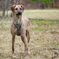 Vermittlungshilfe für Nala, Hündin zur Adoption