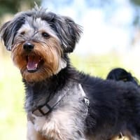 Unser Schnuckelchen TOBY, Hund zur Adoption