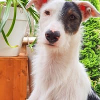 Keks auf Körbchensuche, Hund zur Adoption
