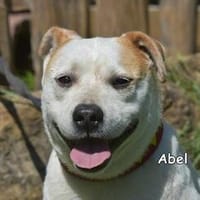 ABEL, Hund zur Adoption