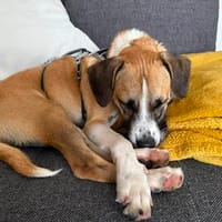 Sonnenschein sucht liebe Menschen, Hund zur Adoption
