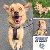 SPEEDY * immer ein Lächeln voraus, Hund zur Adoption