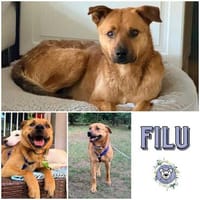 FILU *  ein ruhiger Schatz, Hund zur Adoption