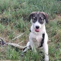 Jana - sanft und gute Seele sucht Familie, Hündin zur Adoption