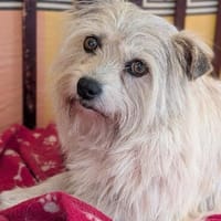 Musa   eine sanfte Seele sucht ihr Zuhause, Hündin zur Adoption